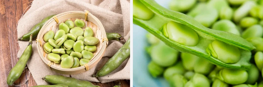Fava bean protein Fava bean protein